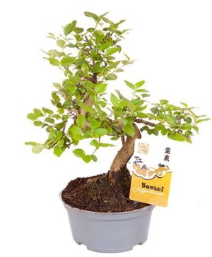 Ligustrum Bonsai S