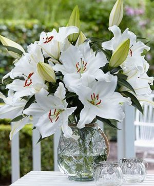 Lily Oriental Big News