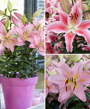 Lily Romance Bulb Collection