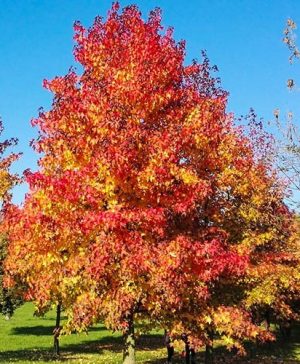 Liquidambar styraciflua Thea