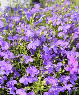 Lobelia Royal Blue