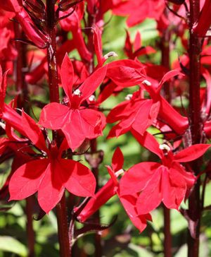 Lobelia speciosa Queen Victoria