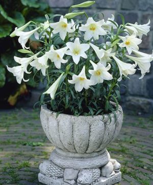 Longiflorum Lily White Heaven