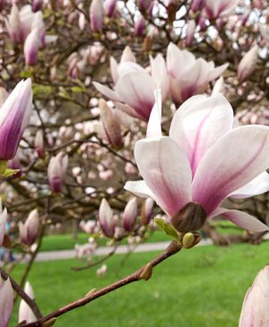 Magnolia Red Lucky Standard