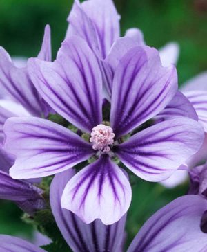 Mallow Malva sylvestris Primley Blue