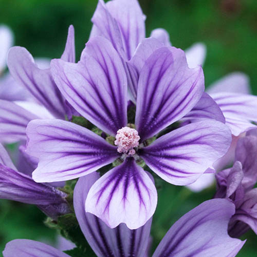 Mallow Malva sylvestris Primley Blue