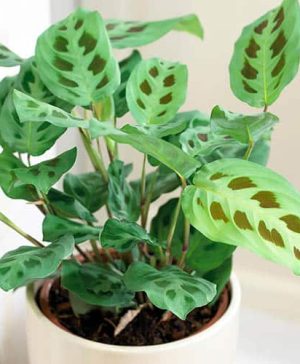 Maranta leuconeura Kerchoveana