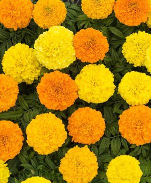 Marigold African Sun Mix