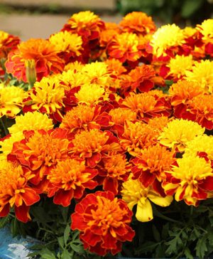Marigold Tip Top