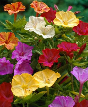 Marvel of Peru - Mirabilis jalapa