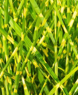 Miscanthus sinensis Little Zebra
