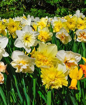 Mixed Daffodil Collection