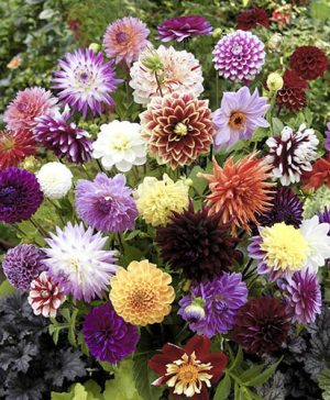 Mixed Dahlias - Hybridisers Mix