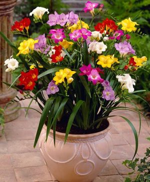 Mixed Fragrant Freesias