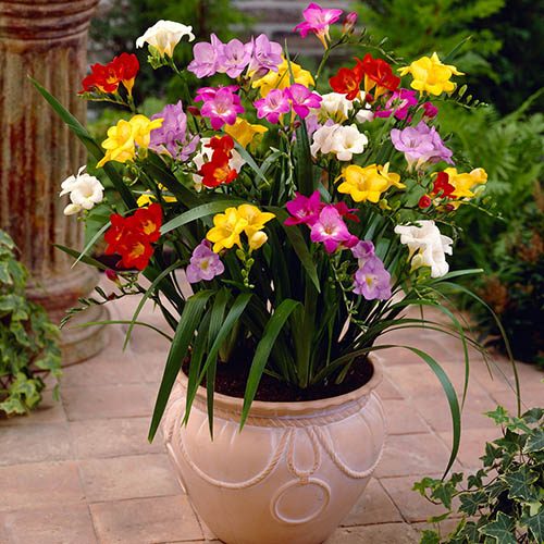 Mixed Fragrant Freesias
