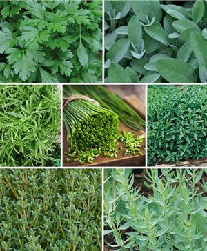 Mixed Herb Collection