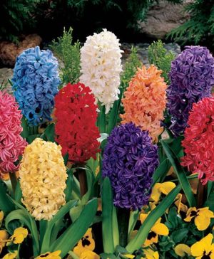 Mixed Hyacinths