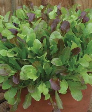 Mixed Lettuce Leaves Seeds