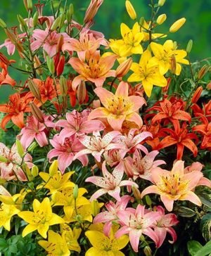 Mixed Longiflorum Asiatic LA Hybrid Lilies