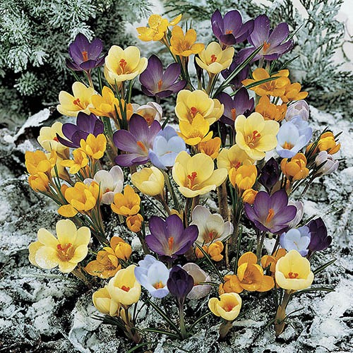 Mixed Species Crocuses