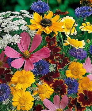 Mixed Wildlife Attracting Annuals Seed Mix