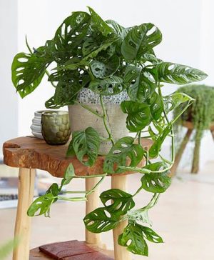 Monstera Monkey Leaf