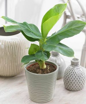 Musa Tropicana (Banana)