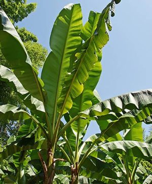 Musa basjoo - Japanese Banana