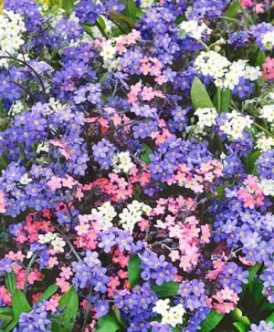 Myosotis Mon Amie Mix