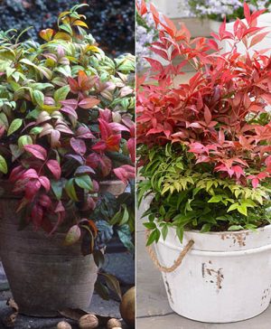 Nandina Domestica Collection