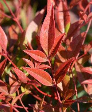 Nandina Gulf Stream