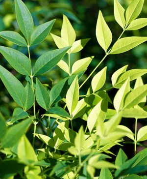 Nandina Lemon and Lime - Heavely Bamboo