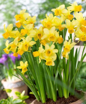 Narcissus Eaton Song