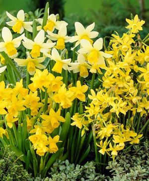 Narcissus Miniature Mix