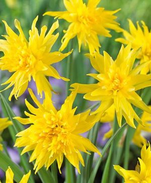 Narcissus Rip van Winkle