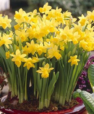 Narcissus Tête-à-Tête