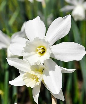 Narcissus Thalia