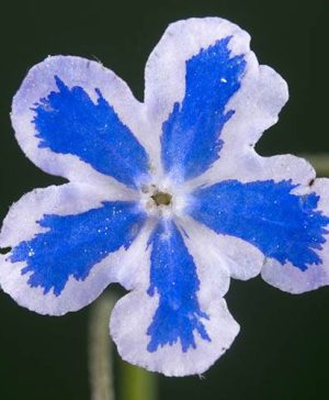 Navelwort Omphalodes cappadocica Starry Eyes