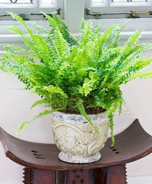 Nephrolepis exaltata Green Moment (Boston Fern)