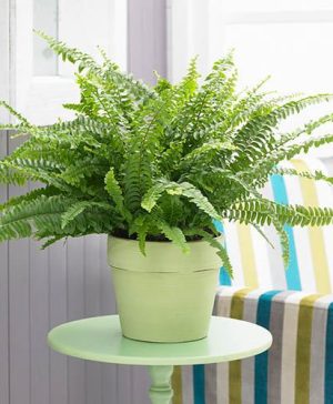 Nephrolepis exaltata Sonata (Boston Fern)