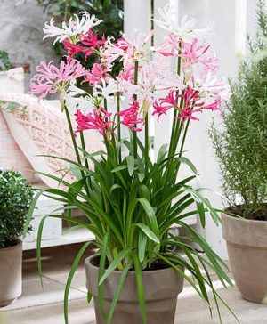 Nerine Hybridisers Mix