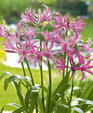 Nerine bowdenii (Guernsey Lily)