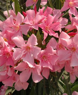 Oleander Pink