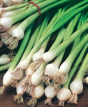 Onion White Lisbon Seeds