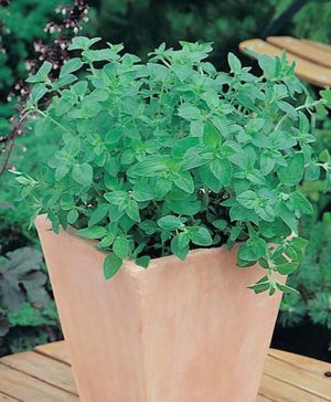 Oregano (Greek) Seeds