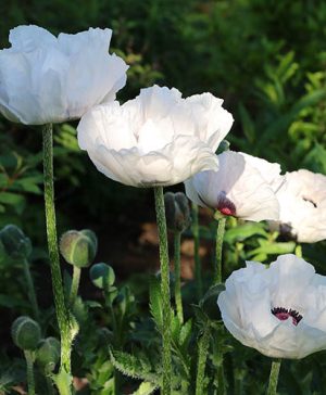 Oriental Poppy Checkers