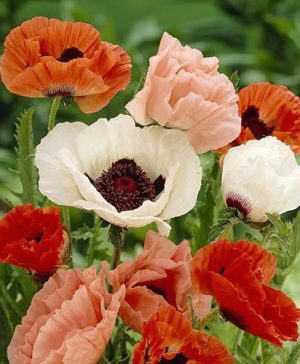 Oriental Poppy Collection