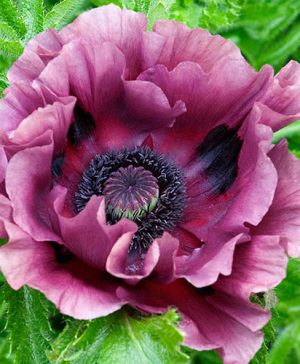 Oriental Poppy Pattys Plum