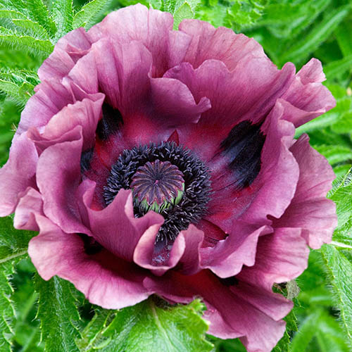 Oriental Poppy Pattys Plum