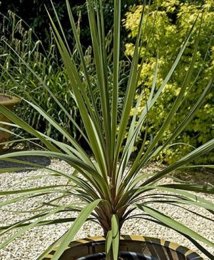 Pair of Cordyline australis